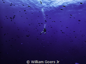 Divemaster watching his group on the wall by William Goers Jr 